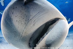 The business end of a Tiger Shark and those are some shar... by Steven Anderson 